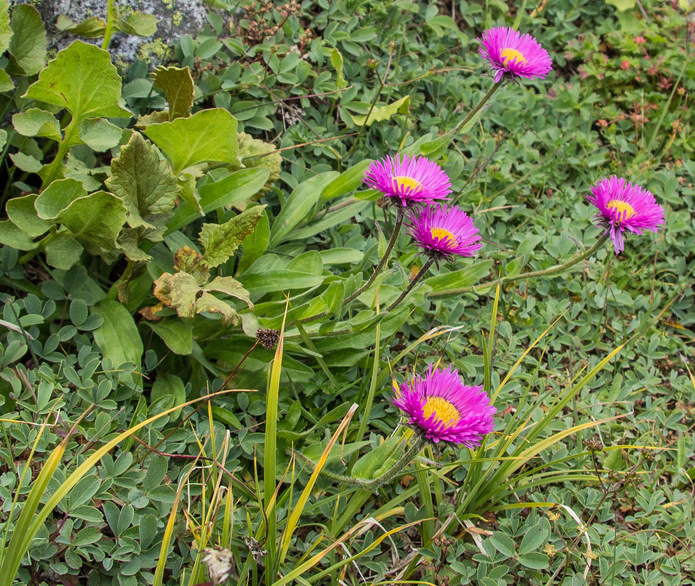 Изображение особи Erigeron venustus.