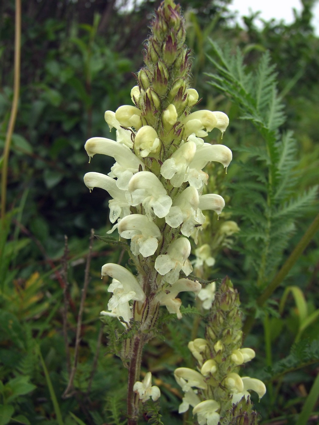 Изображение особи Pedicularis venusta.