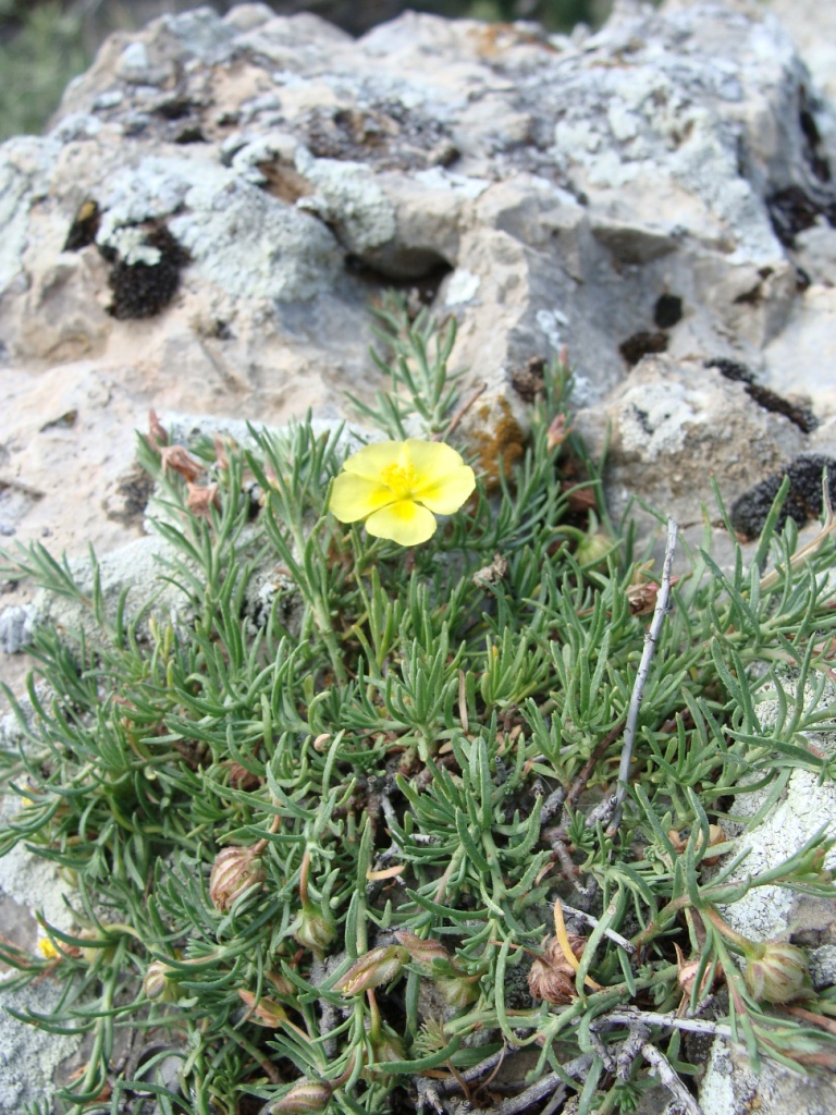 Image of Fumana procumbens specimen.