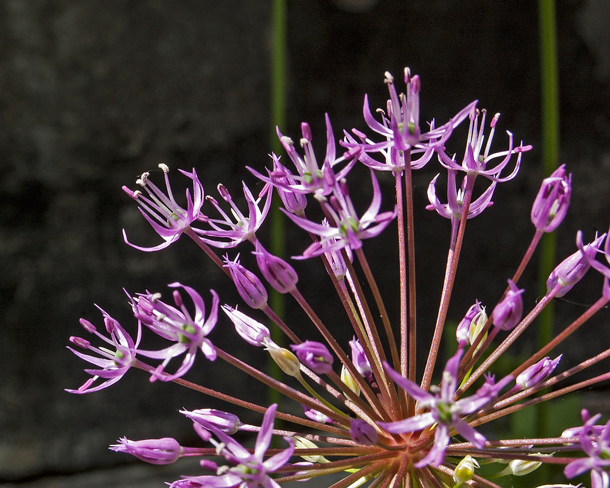 Image of Allium rosenorum specimen.