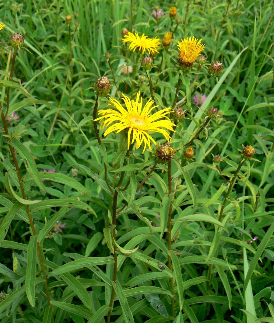 Image of Inula salicina specimen.