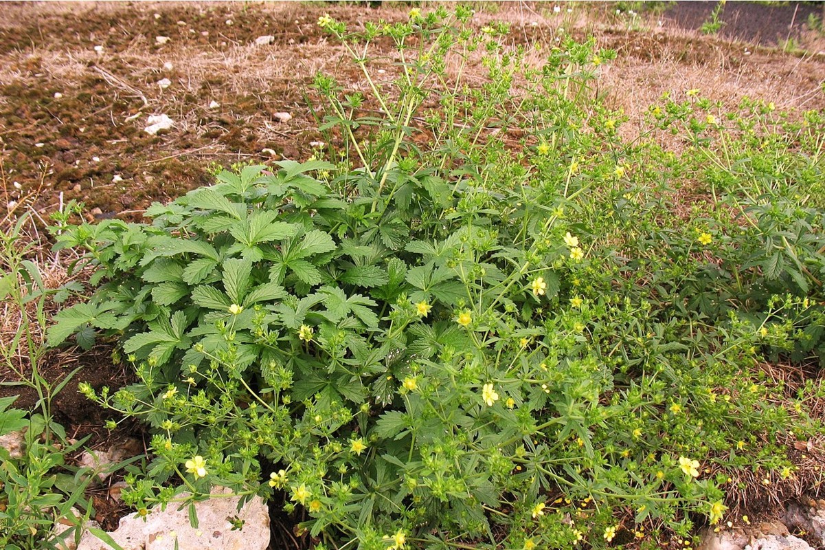 Изображение особи Potentilla intermedia.