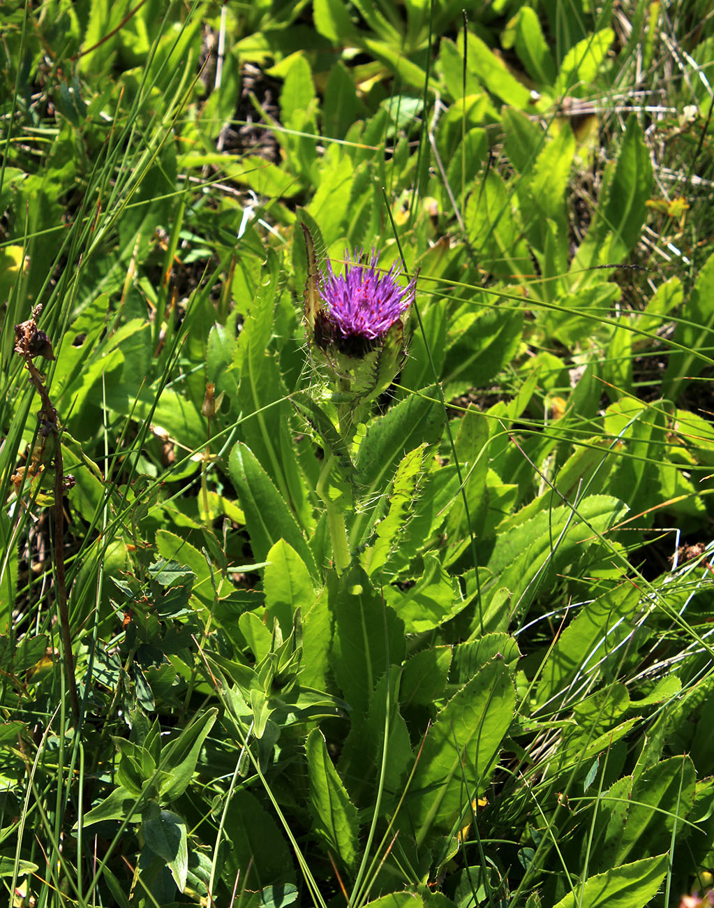 Изображение особи Cirsium simplex.