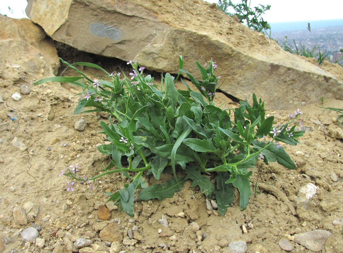 Image of Chorispora tenella specimen.