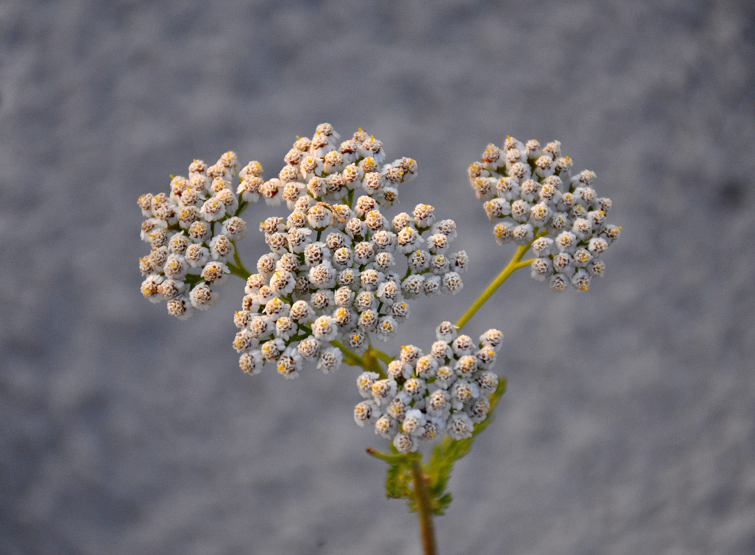 Image of Achillea millefolium specimen.