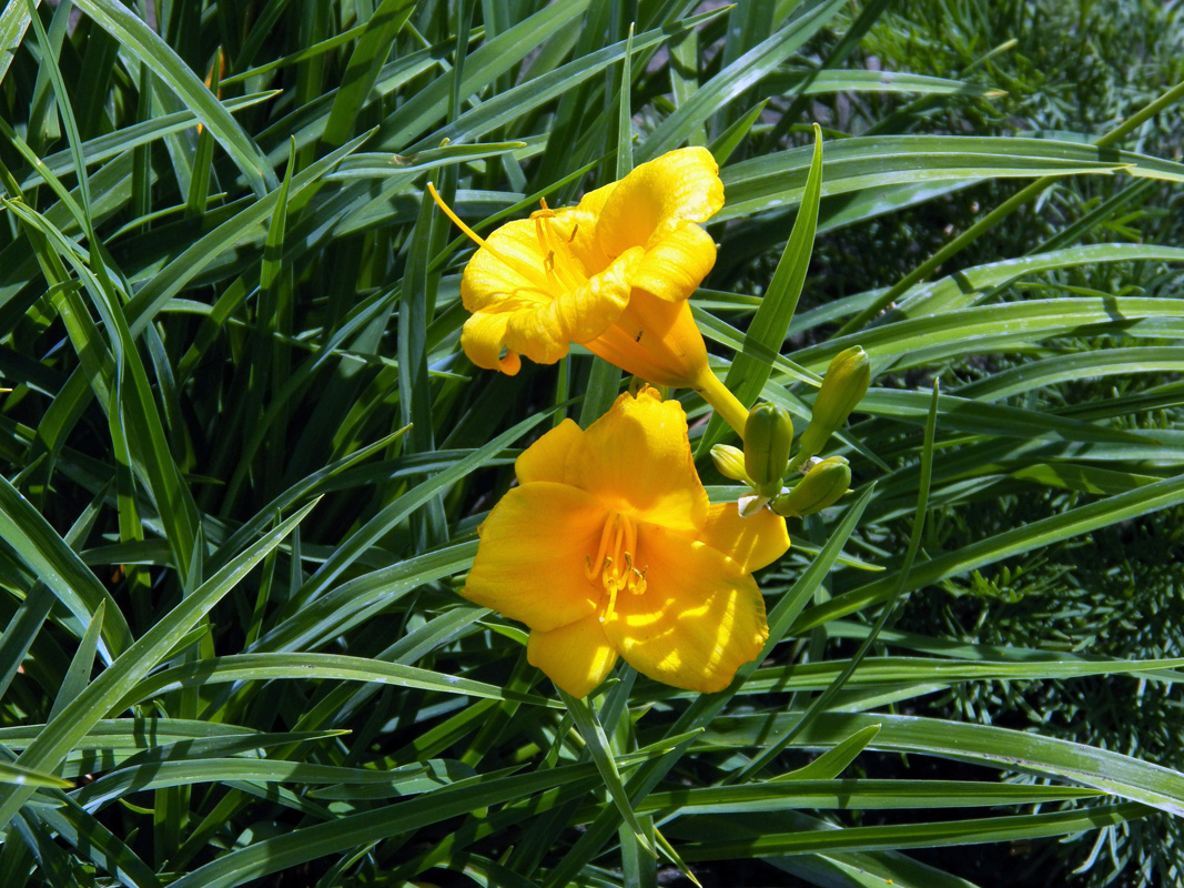 Image of Hemerocallis &times; hybrida specimen.