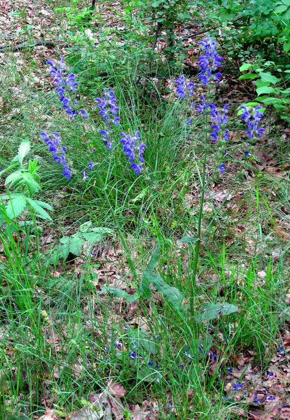 Image of Salvia pratensis specimen.