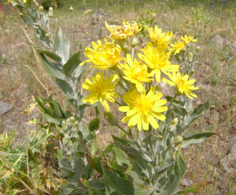 Image of Scorzonera latifolia specimen.