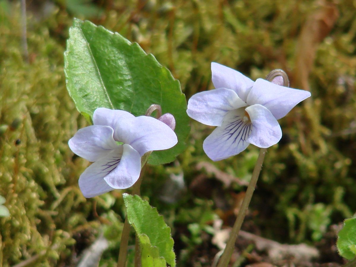 Изображение особи Viola selkirkii.