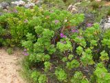 Pelargonium cucullatum