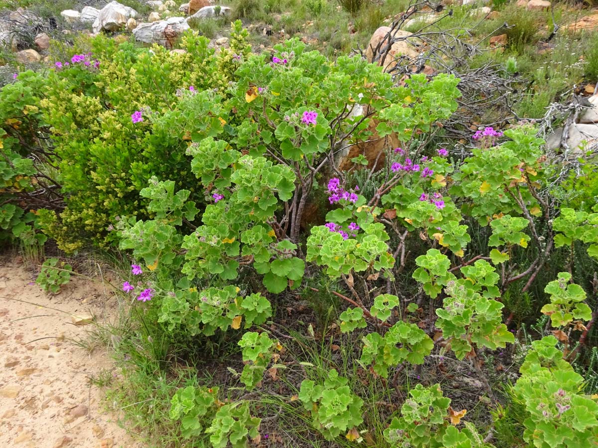 Изображение особи Pelargonium cucullatum.