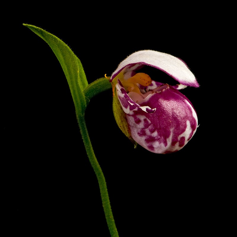 Image of Cypripedium guttatum specimen.