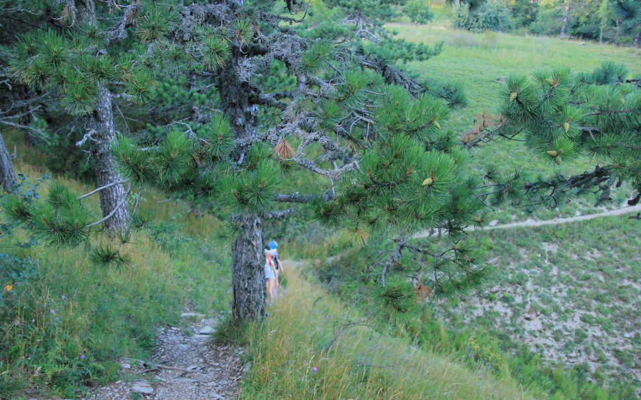 Image of Pinus pallasiana specimen.