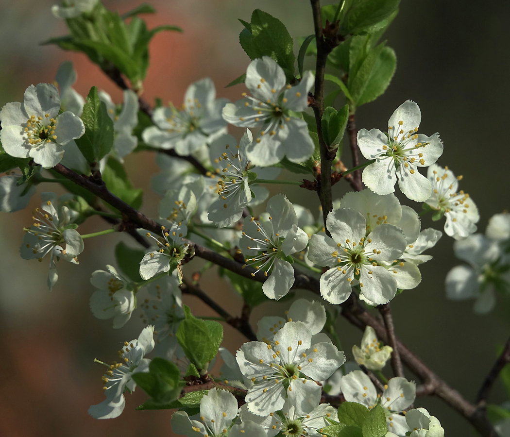 Image of Prunus domestica specimen.