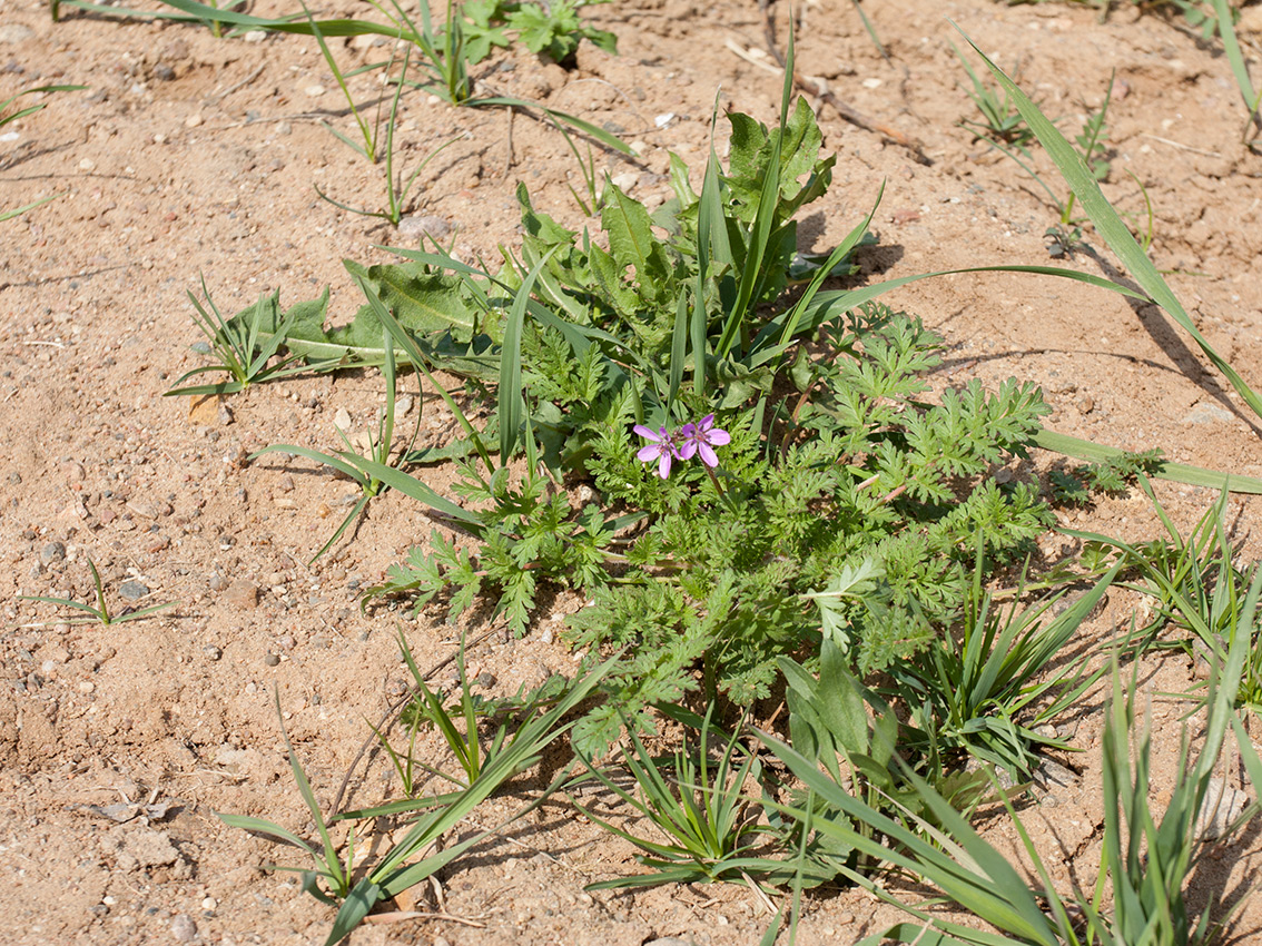 Изображение особи Erodium cicutarium.