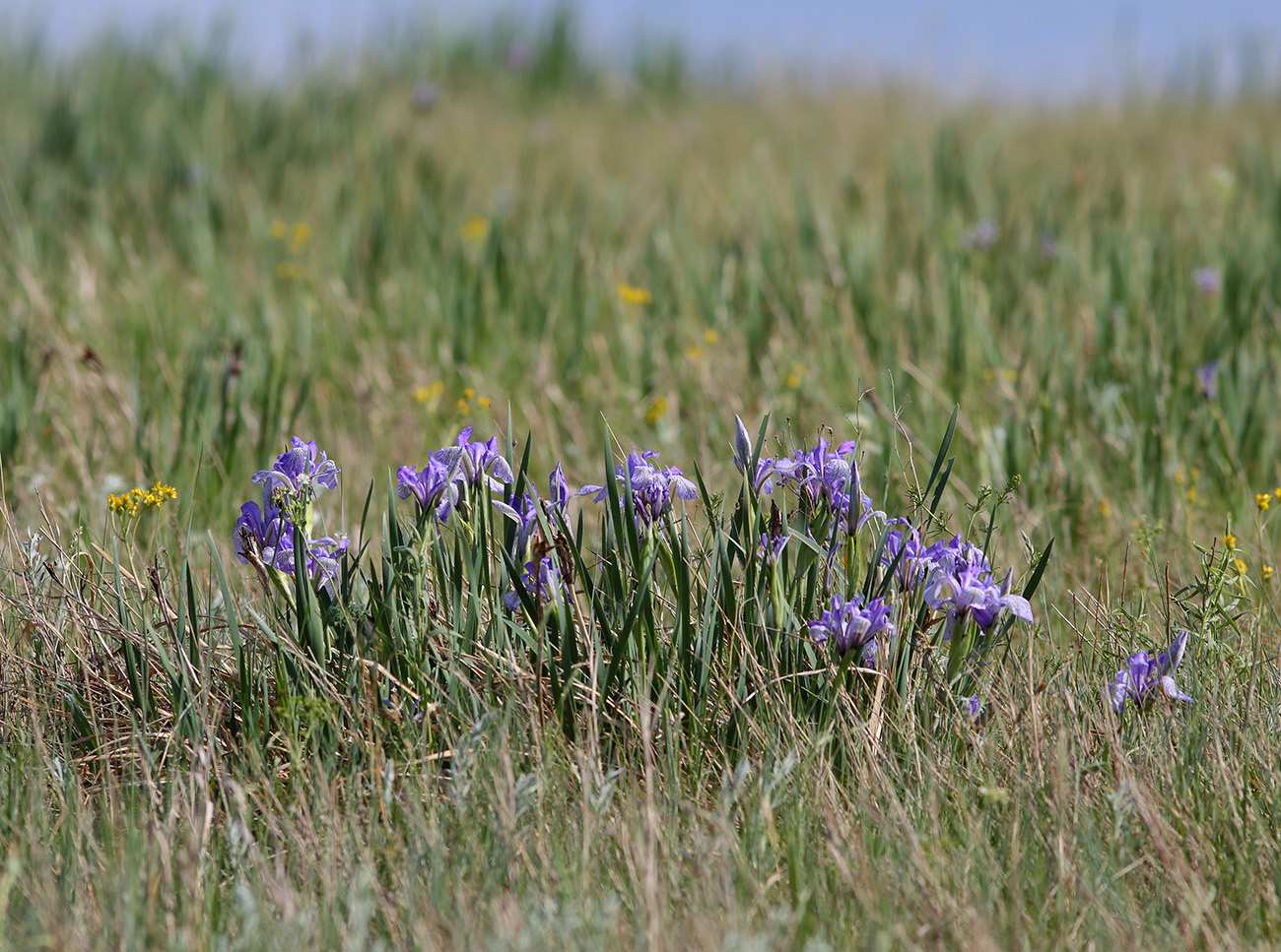 Изображение особи Iris biglumis.