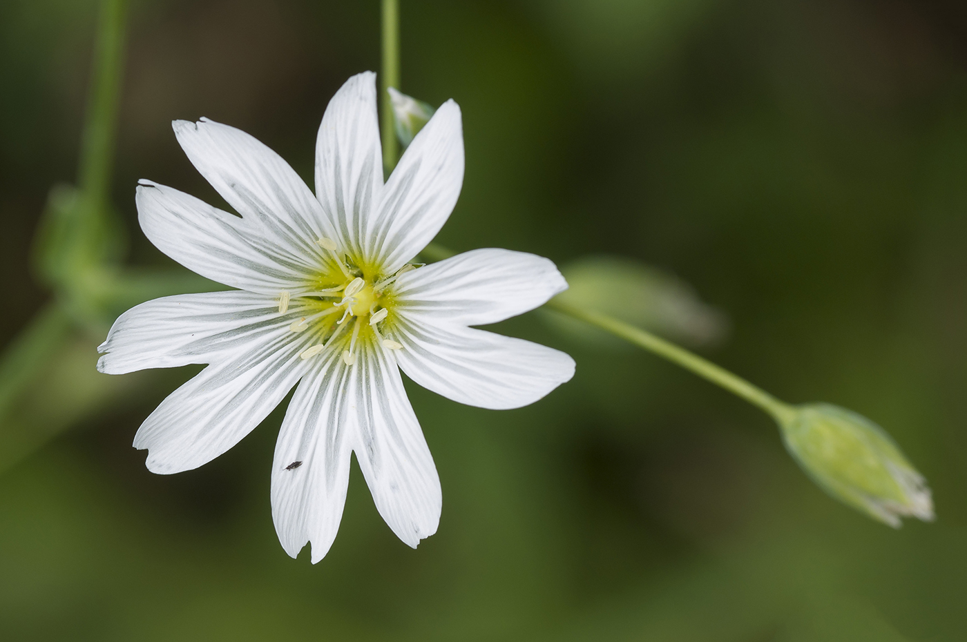 Image of Cerastium davuricum specimen.