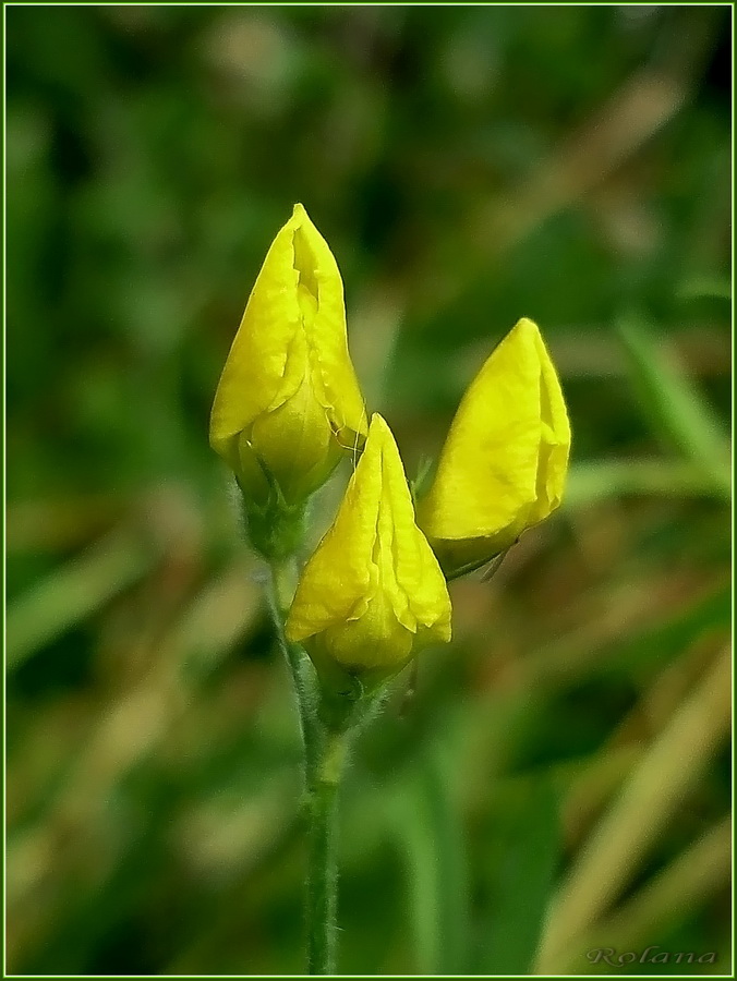 Изображение особи Lathyrus pratensis.