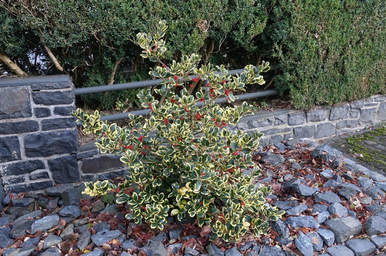 Изображение особи Ilex aquifolium.