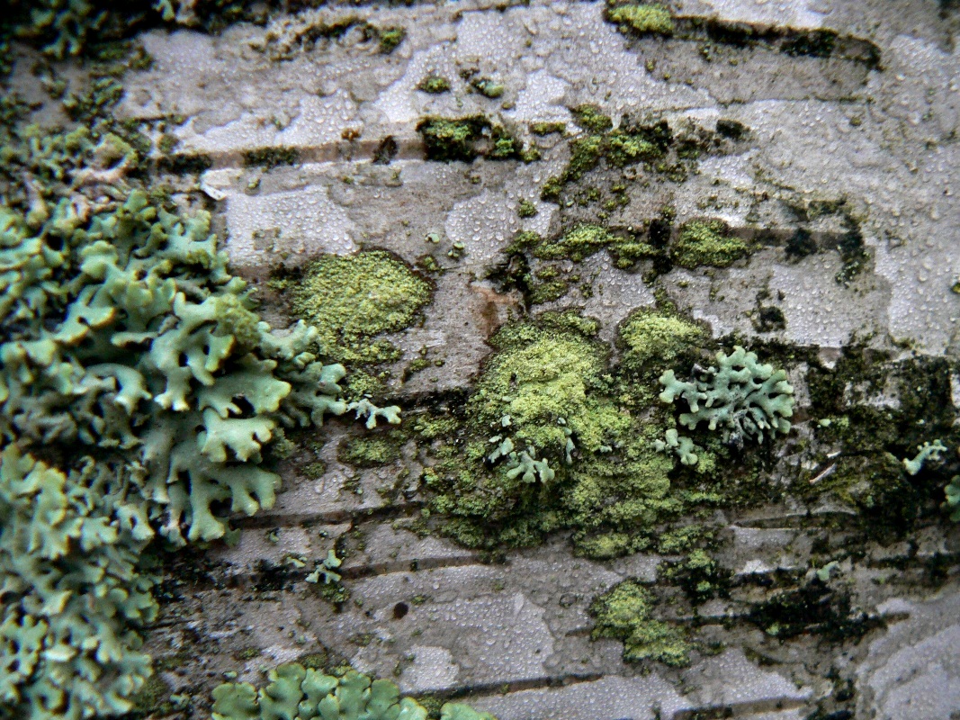 Image of Fuscidea pusilla specimen.