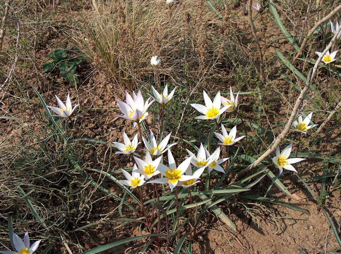 Image of Tulipa patens specimen.