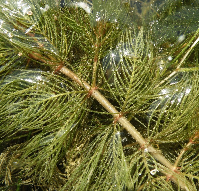 Image of Myriophyllum sibiricum specimen.