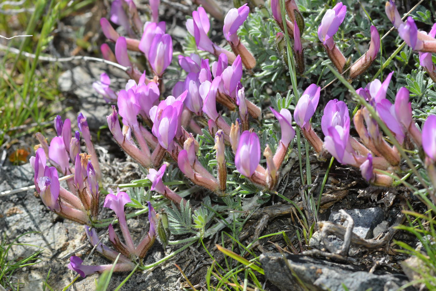 Image of Astragalus arcuatus specimen.