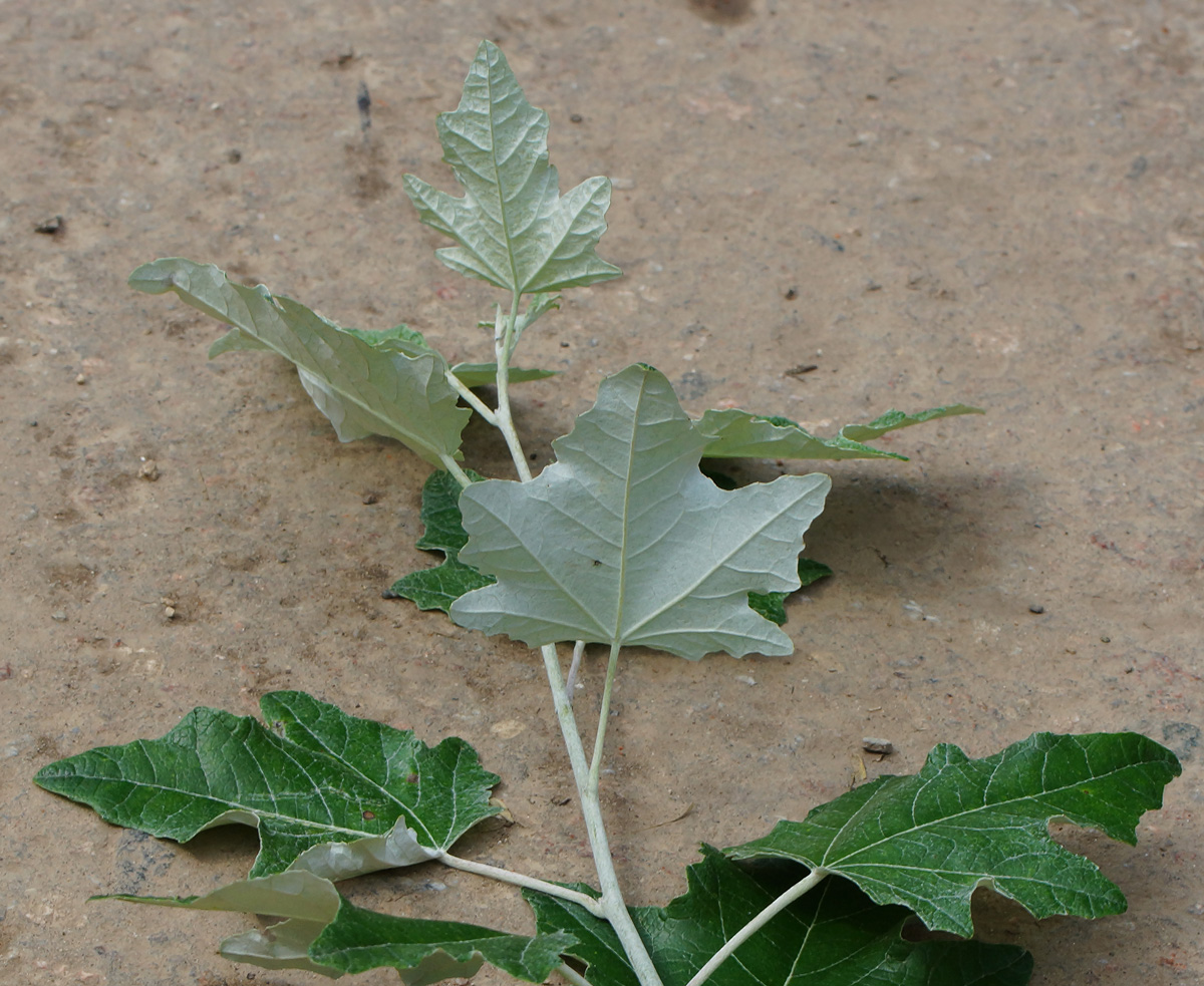 Image of Populus alba specimen.