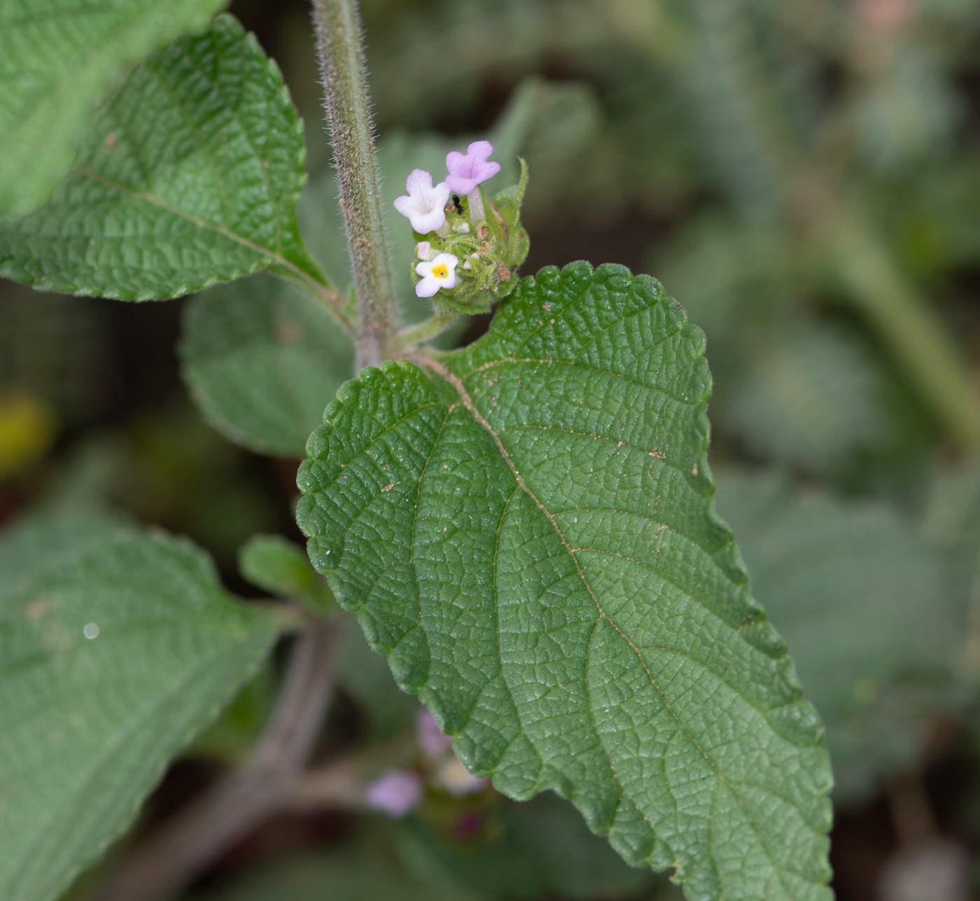 Image of Lantana angolensis specimen.