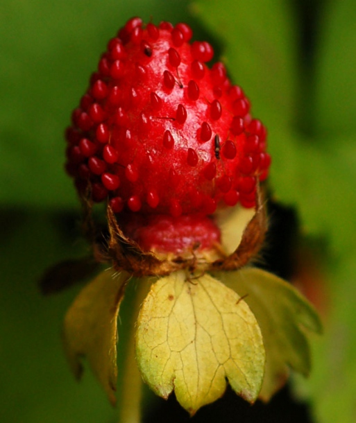 Image of Duchesnea indica specimen.