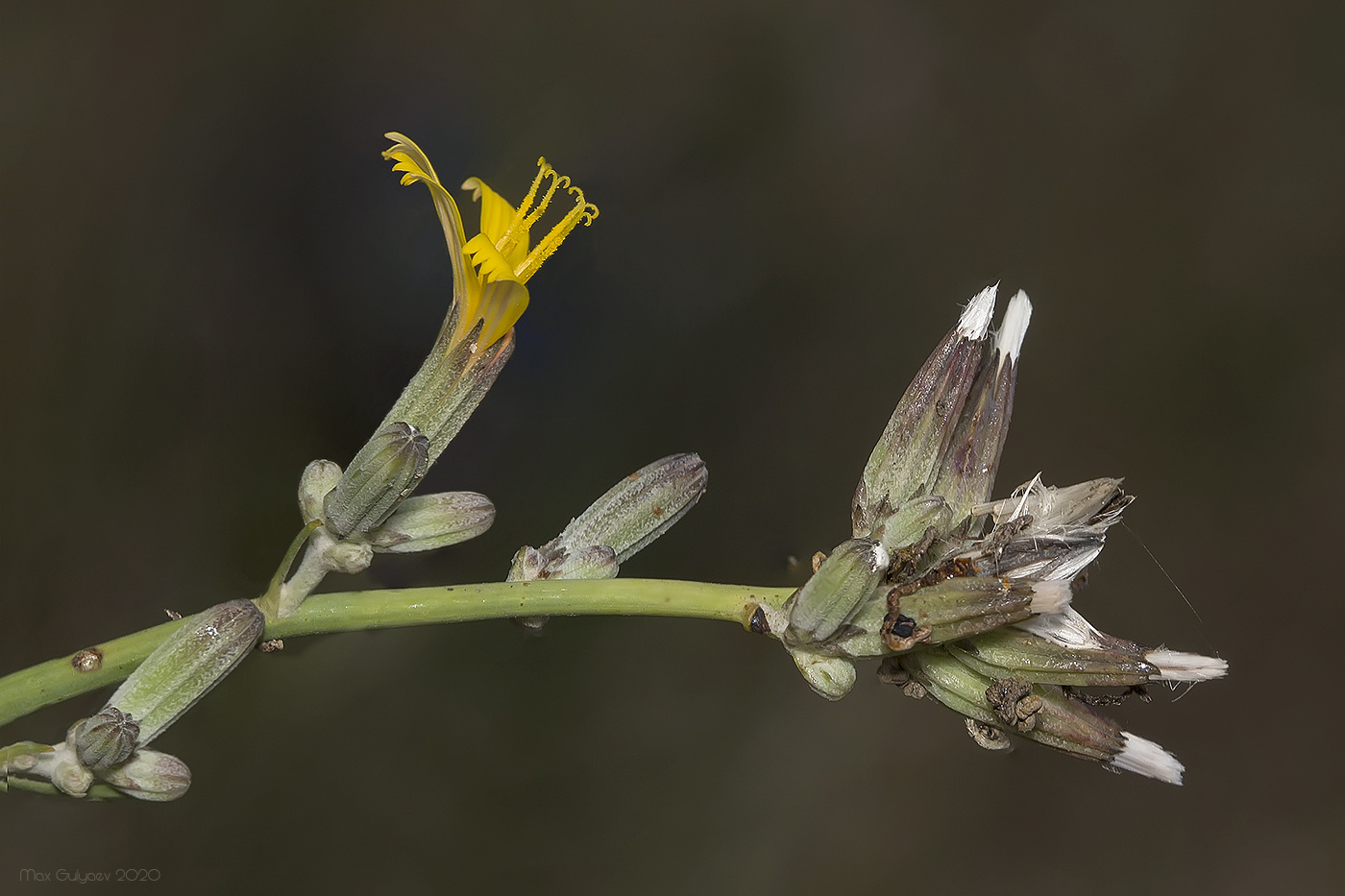 Изображение особи Chondrilla juncea.