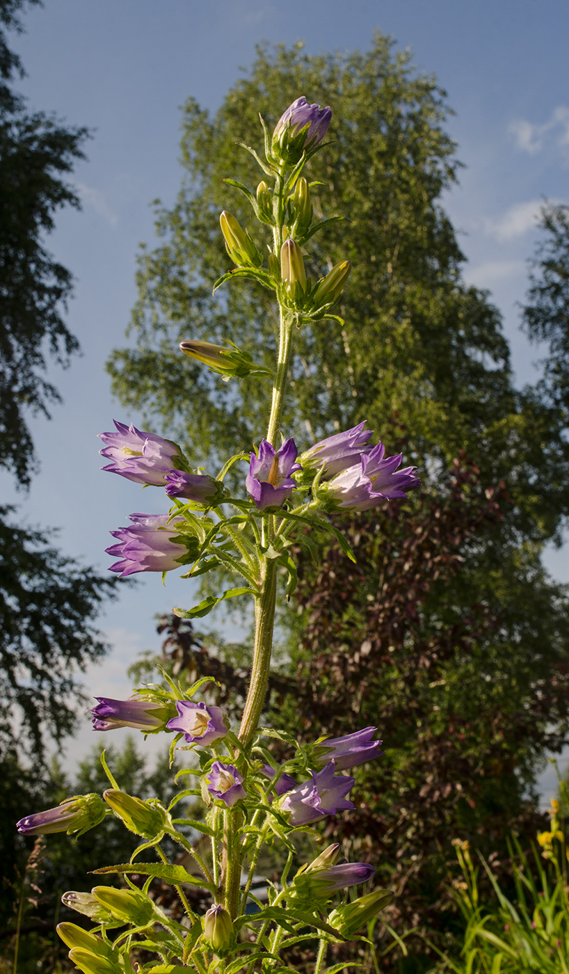 Изображение особи Campanula medium.