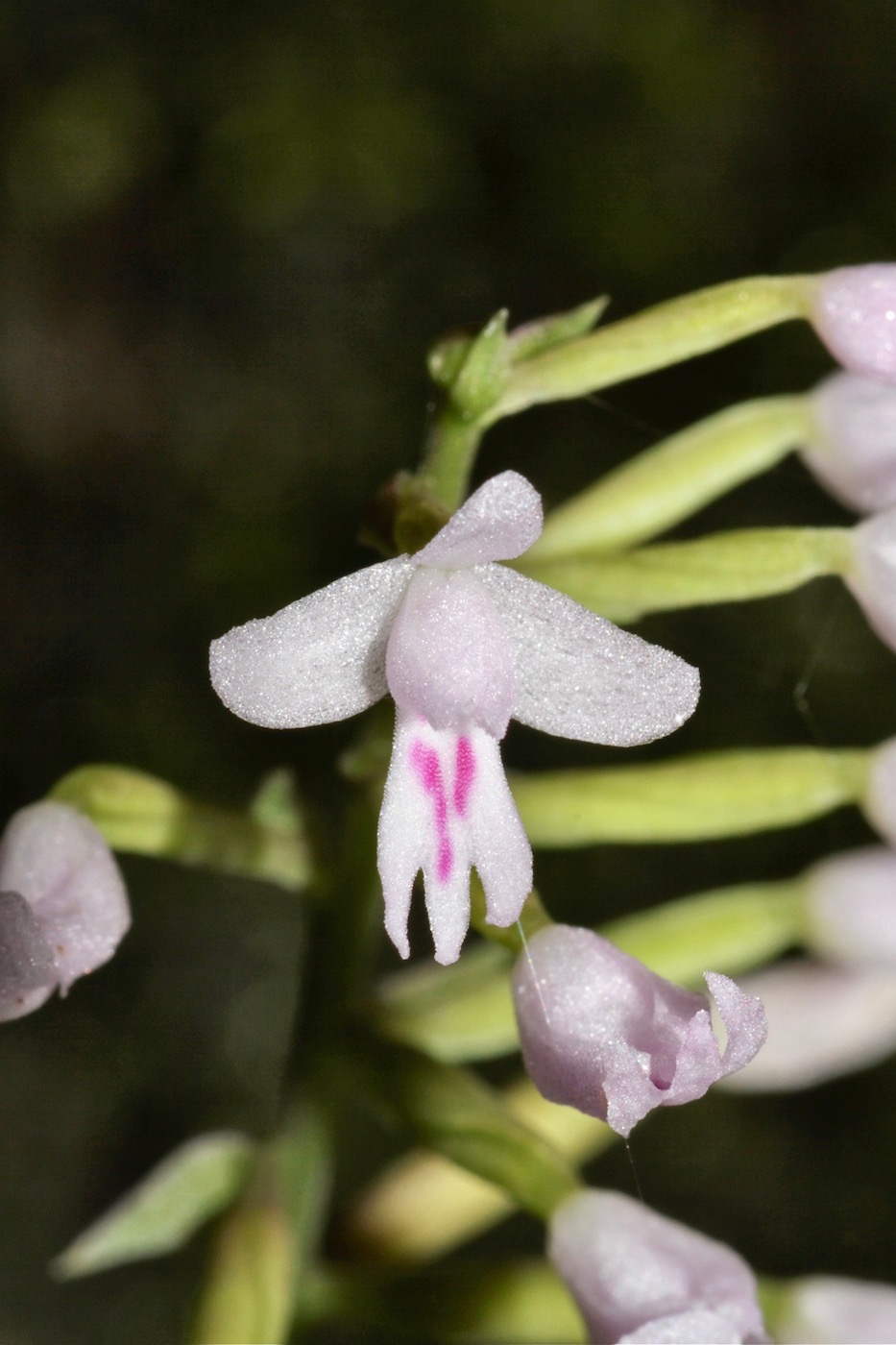 Image of Stenoglottis fimbriata specimen.