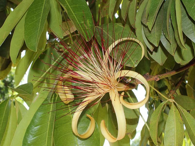 Image of Pachira aquatica specimen.