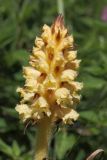 Orobanche bartlingii. Соцветие. Ленинградская обл., Ломоносовский р-н, Кирхгофские высоты, сухой луг на известняках. 03.07.2010.