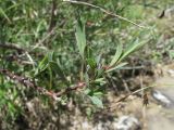 Salix elbursensis