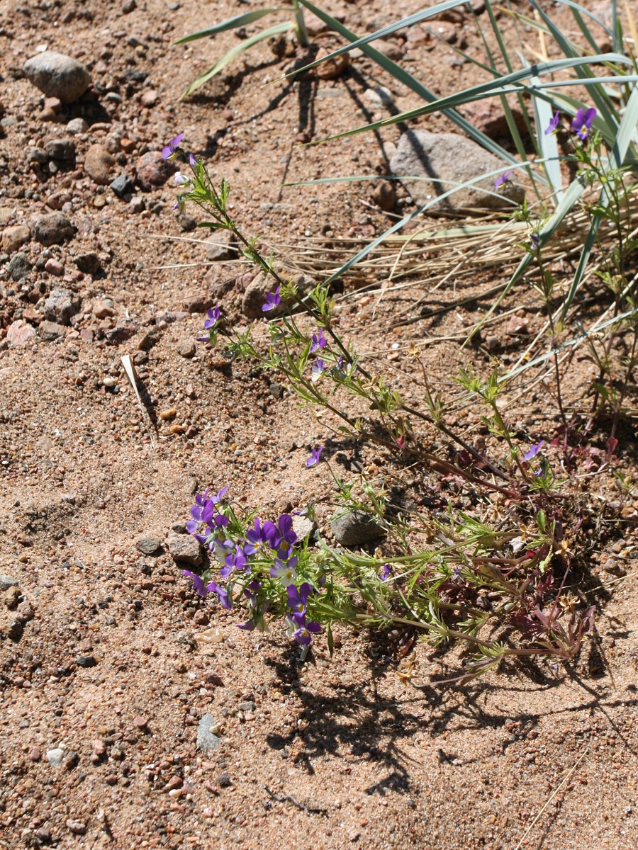 Image of Viola maritima specimen.