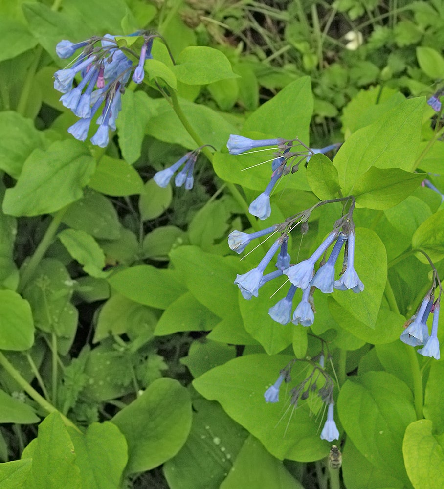 Изображение особи Mertensia virginica.