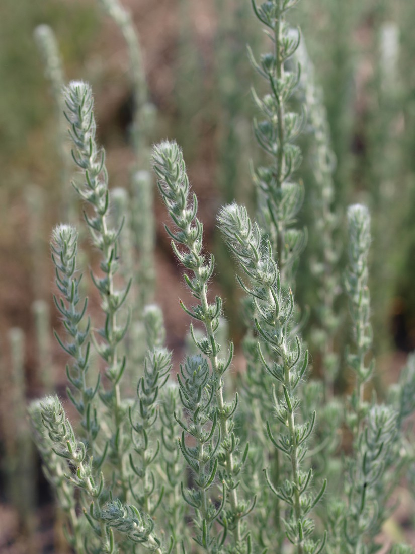 Image of Sedobassia sedoides specimen.