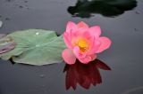 Nelumbo caspica