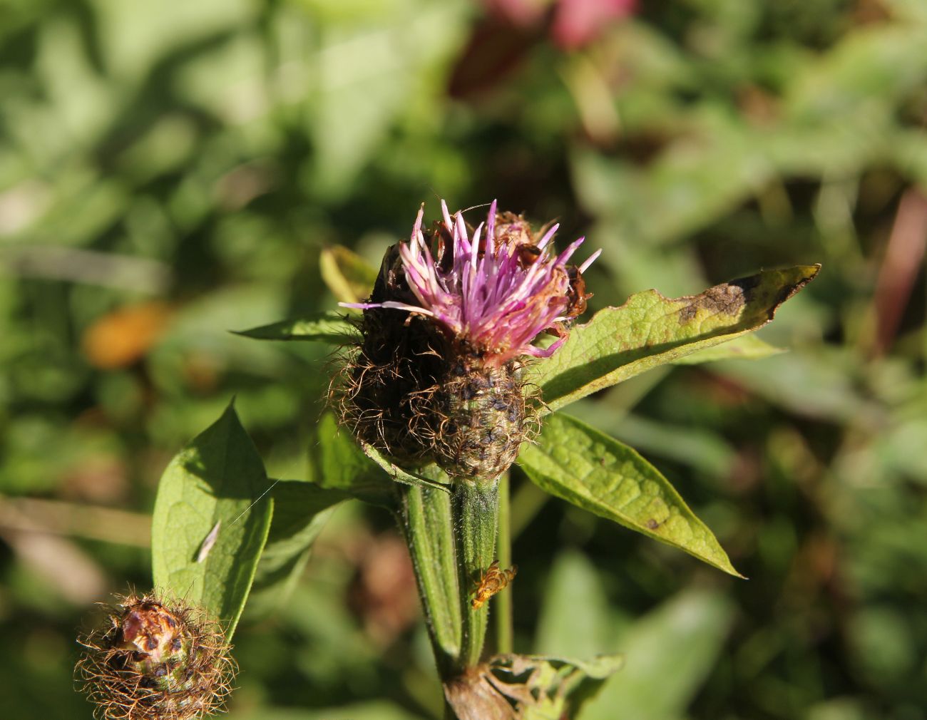 Image of Centaurea phrygia specimen.