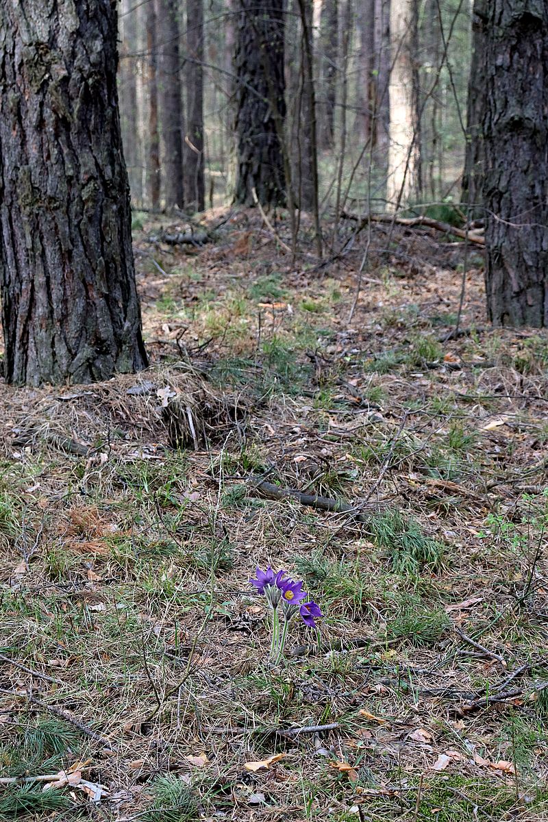 Изображение особи Pulsatilla patens.