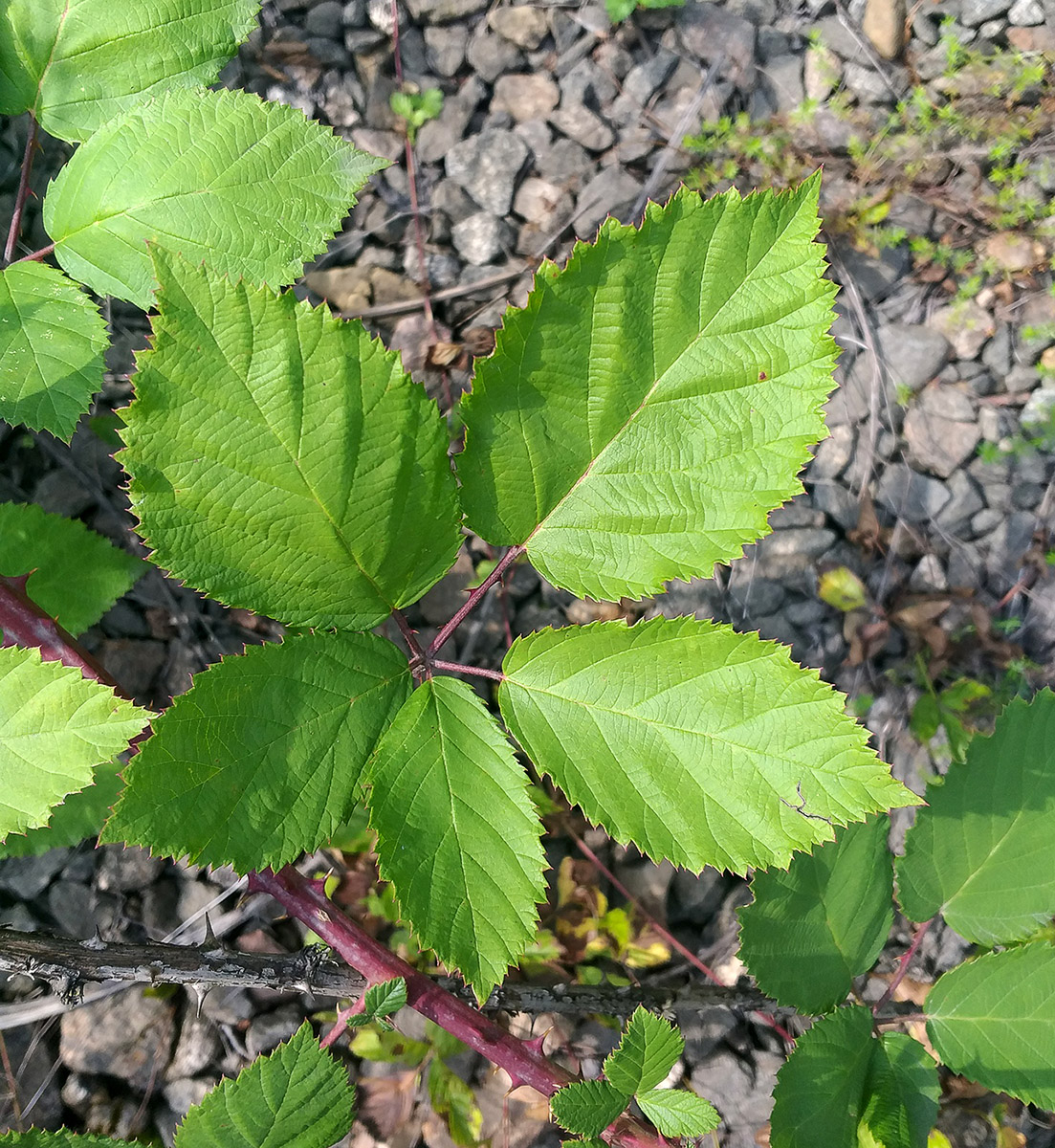 Image of Rubus procerus specimen.