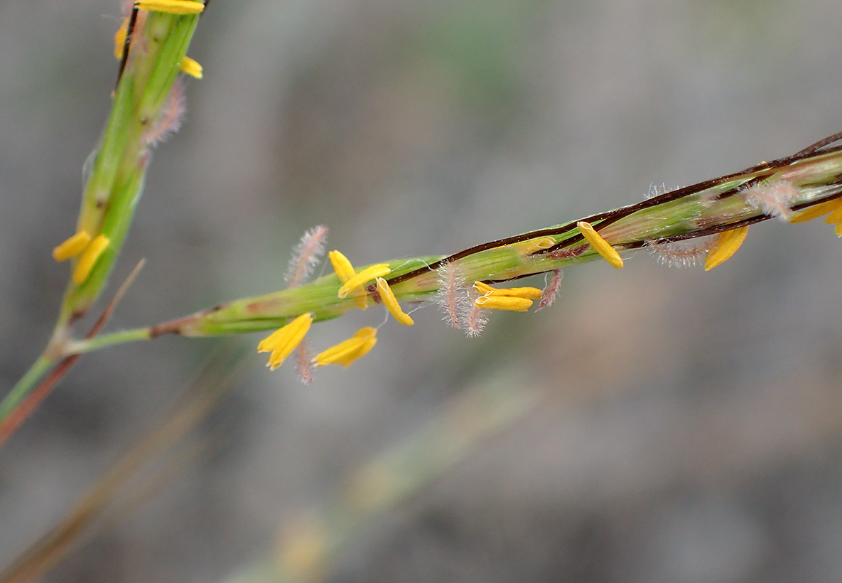 Image of Hyparrhenia hirta specimen.