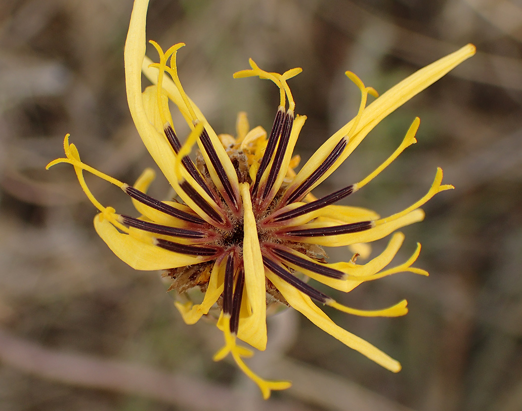 Image of Hymenonema graecum specimen.