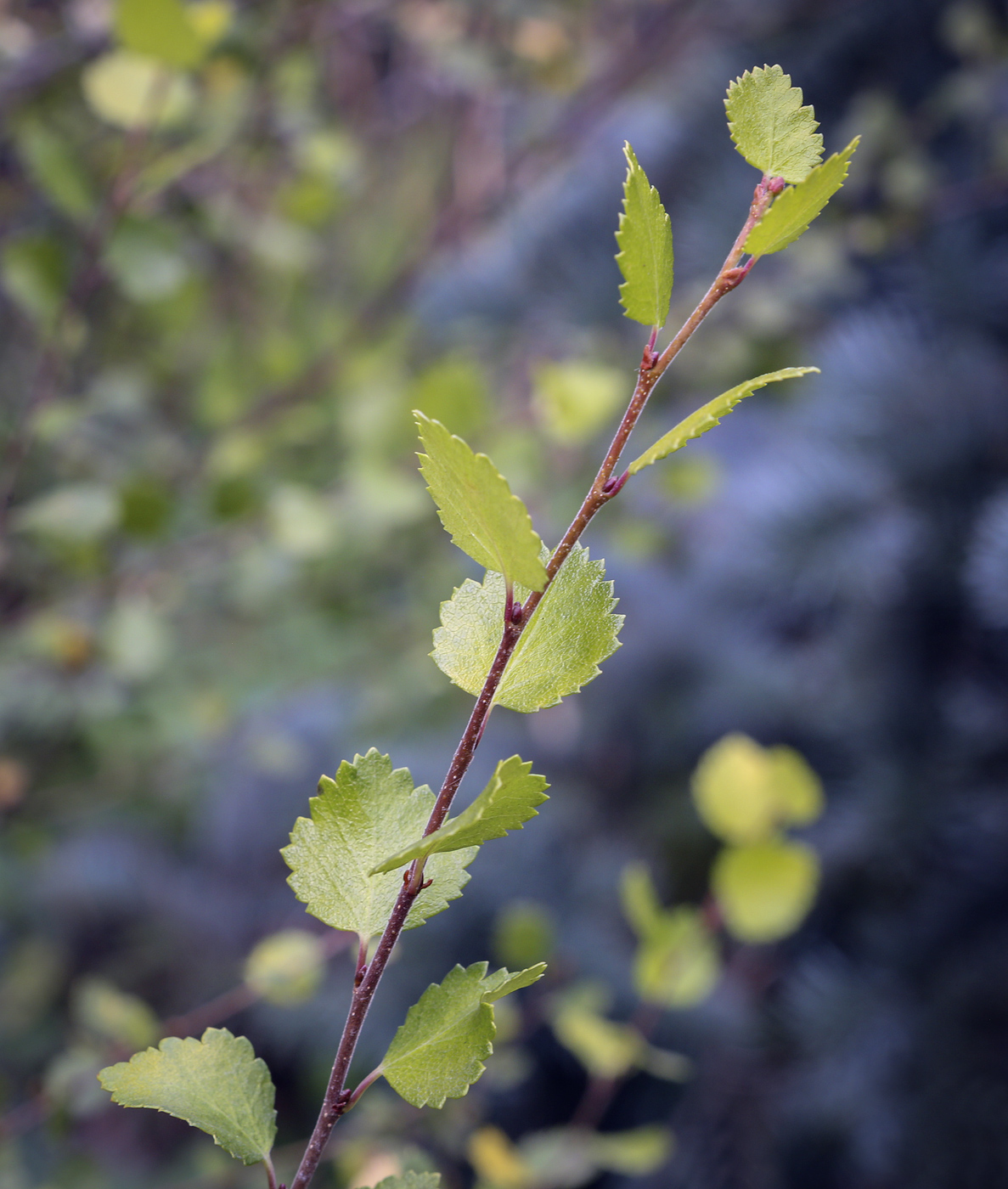 Image of genus Betula specimen.