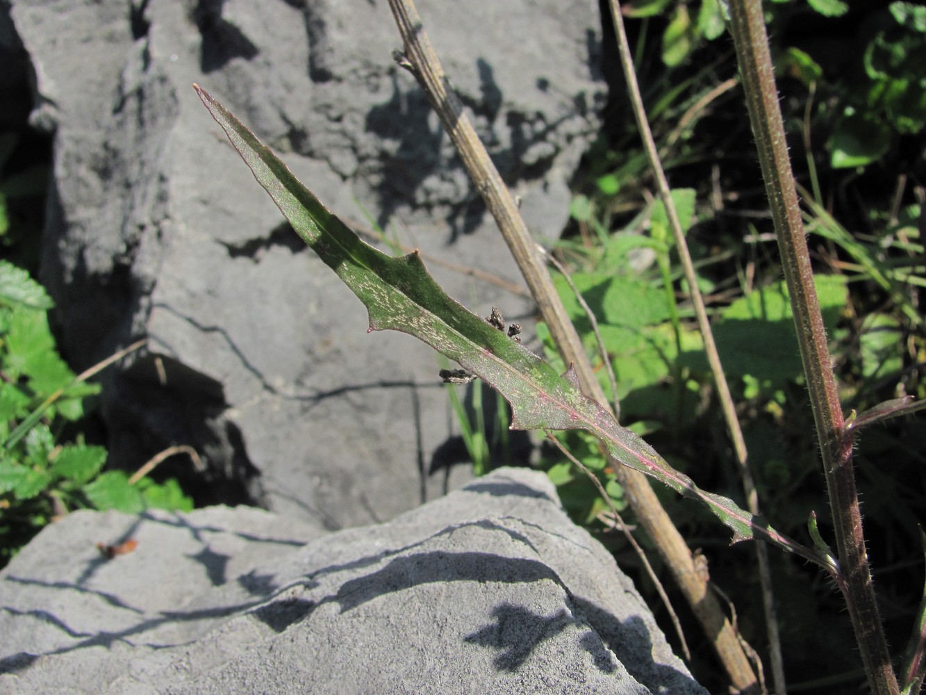 Image of Picris canescens specimen.