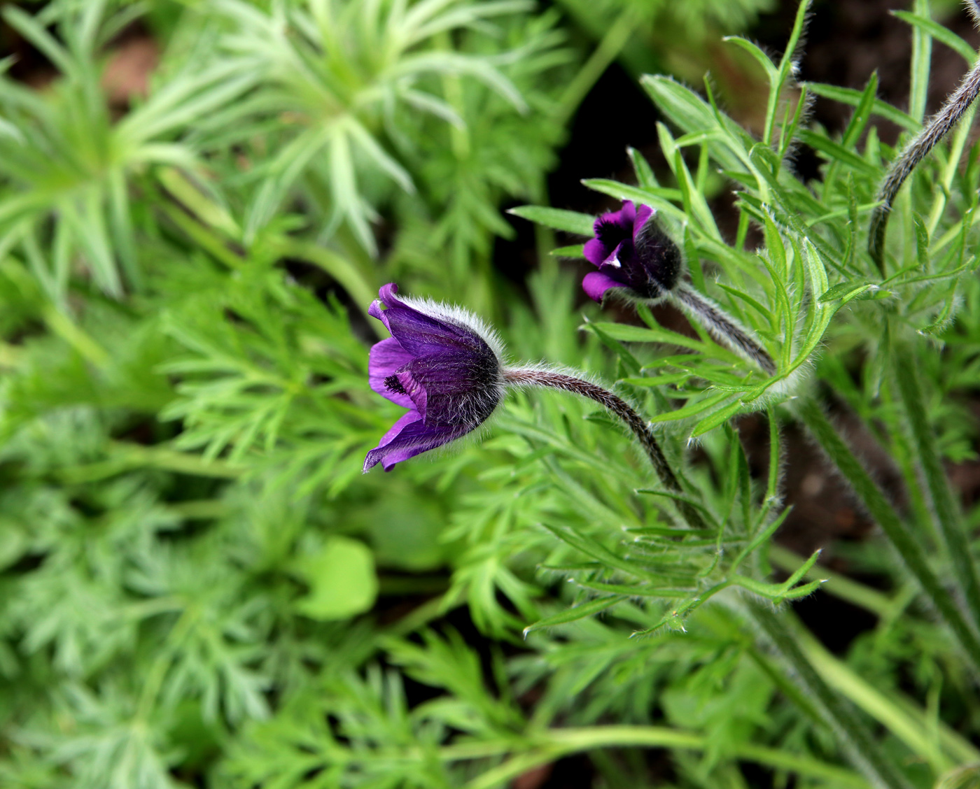 Image of Pulsatilla regeliana specimen.