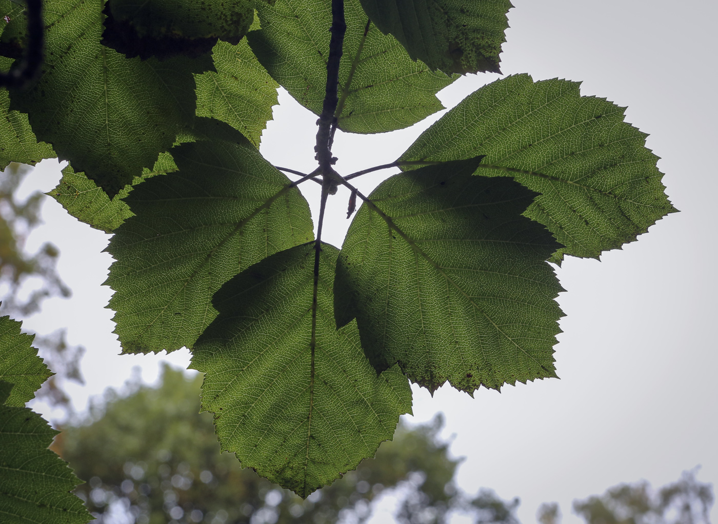 Изображение особи Sorbus &times; latifolia.