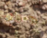 Salsola leptoclada. Плоды. Узбекистан, Наманганская обл., Папский р-н, 15 км СЗЗ г. Пап, глинистая полупустыня. 21 сентября 2022 г.